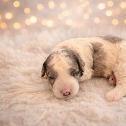 Merlin - Blue merle male Bernedoodle puppy in Myrtle Beach, South Carolina from Colorful-K9'S