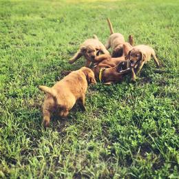 Golden Retriever Puppies from Pawmetto Goldens