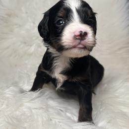 Goldendoodle Puppies from Luxe Doodle Haven