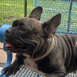 Jackie - French Bulldog
