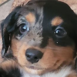 Dachshund Puppies from Ballad of Dachshunds