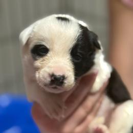 Yellow - Black and white female Border Collie puppy in Tallmadge, Ohio from Premier Dobermans