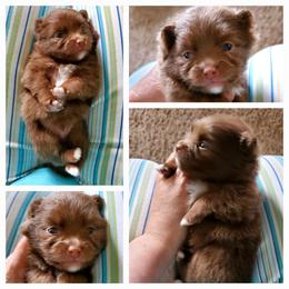Buddy - Chocolate sable male Pomeranian puppy in Forsyth, Illinois from Amazing Grace Pomeranians