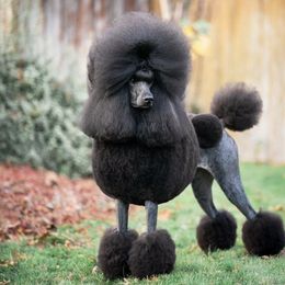 Poodles from Raventree Poodles