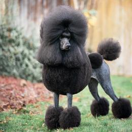 Poodles from Raventree Poodles