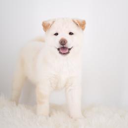 Yuki Cream Male - Cream male Shiba Inu puppy in Neosho, Missouri from Sunny Terrace Shibas