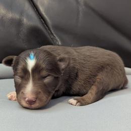 Iveco - Red tri male Toy Australian Shepherd puppy in Mountain Home, Idaho from LJK Boxers & Toy Aussies
