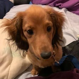 Dachshunds from Cici's Minis