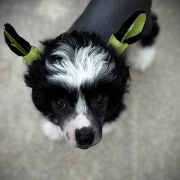 Super Sweet Black Hairy Hairless Boy - Black and white male Chinese Crested puppy in Tomball, Texas from Gracieux Chinese Cresteds