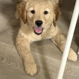 Eze - Golden female Golden Retriever puppy in Murfreesboro, Tennessee from Mountain Tails