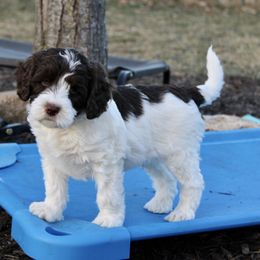 Australian Labradoodle Puppies from Oodles Of Fluffy Doodles