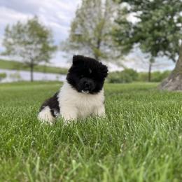 Mae - Black female Akita puppy in Chillicothe, Missouri from TLC Akitas