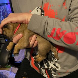 Pug Puppies from House of Briggs Pugs