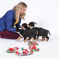 Greater Swiss Mountain Dog Puppies from Hidden Hill Greater Swiss Mountain Dogs