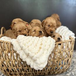 Golden Retriever puppies from Bigfoot Goldens - AKC Registered Dark Red