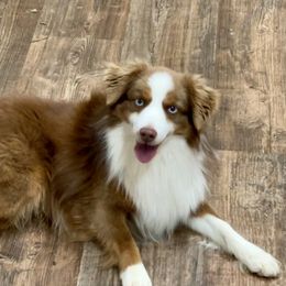 River - Toy Australian Shepherd