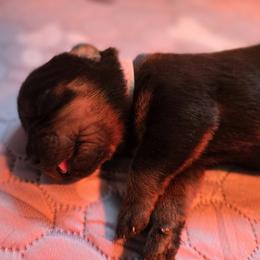 Miss White Collar - Black and mahogany female Rottweiler puppy in Clarksburg, West Virginia from Vom Peiffley Rottweilers, LLC