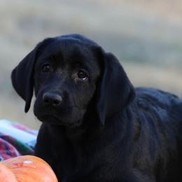 Rose - Black female Labrador Retriever puppy in Fair Oaks, California from Twisted Ranch Retrievers