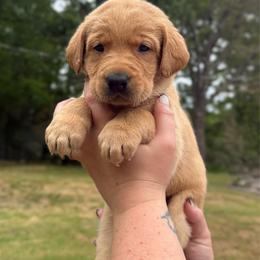 Lucky - Yellow male Labrador Retriever puppy in Water Valley, Mississippi from Three Lakes Labs & WHDs