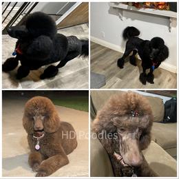 Poodle All Grown Up from HD Poodles