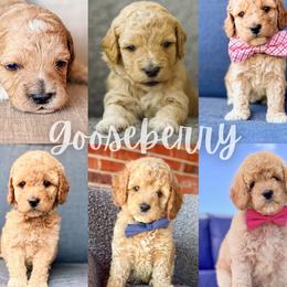 Gooseberry - Apricot male Goldendoodle puppy in Calvin, Oklahoma from BellaDoodles