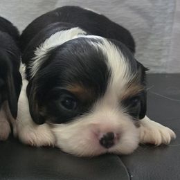 Clemmie - Tri-color female Cavalier King Charles Spaniel puppy in Wapello, Iowa from Willow Rayne shelties and more