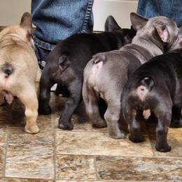French Bulldog Puppies from Fair Oaks Frenchies