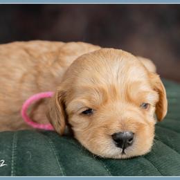 Regina - Red female Cockapoo puppy in Connersville, Indiana from Deaz Doodle Ranch