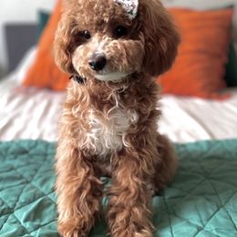 Goldendoodle and Poodle Puppies from French Creek Doodles