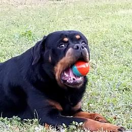 Rottweiler All Grown Up from Aliece's Rottweilers