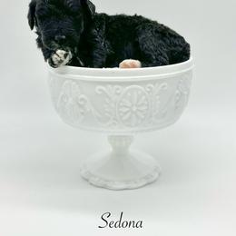Sedona - Black and white female Bernedoodle puppy in Thornville, Ohio from Four Front Doodles & Friends