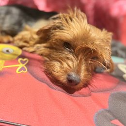 Cleo - Yorkshire Terrier