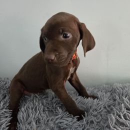 Girl 4 - Liver female German Shorthaired Pointer puppy in Turner, Maine from Dow Family