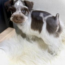 Elly May - Liver female Miniature Schnauzer puppy in Overton, Texas from Beards & Bows Schnauzer Farm