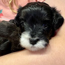 Opal - Black & tan tri-color female Maltipoo puppy in Mabelvale, Arkansas from Durham's Designer Poos