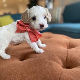 Goldendoodle Puppies from Lady Paws Puppies