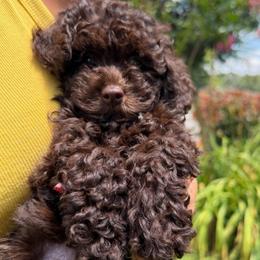Coco Channel - Brown female Poodle puppy in Chattanooga, Tennessee from Joy-Fur Puppies