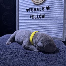 Yellow Collar - Gray female Cane Corso puppy in Snellville, Georgia from A Really Good Kennel