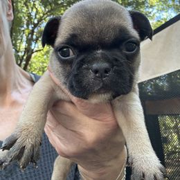 French Bulldog Puppies from Naomi Garretson