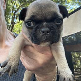 French Bulldog Puppies from Naomi Garretson