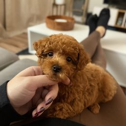 Cavapoo, Cockapoo, and Poodle Puppies from Heavenly Puppies to Love