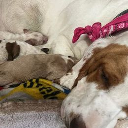 Basset Hound Puppies from Na