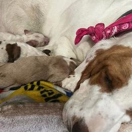 Basset Hound Puppies from Na