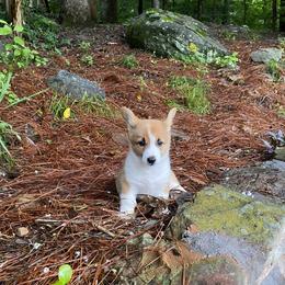 Pembroke Welsh Corgi Puppies from Dalton Family Corgis