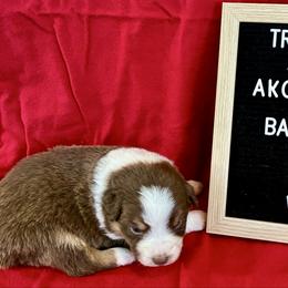 Red tri F - Ivy - Red tri-color female Australian Shepherd puppy in Cotati, California from Tried and True Aussies