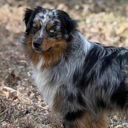 ROOSTER - Australian Shepherd
