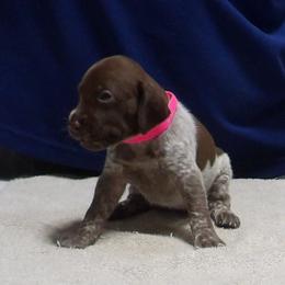 FLURRY - Liver roan female German Shorthaired Pointer puppy in Osceola, Missouri from Bird Dog Ranch