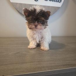 Prim - Chocolate, tan and white male Yorkshire Terrier puppy in Clermont, Florida from Bella's Prissy Butts