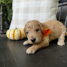 Wish Bear - Apricot male Goldendoodle puppy in Camden, North Carolina from Oopsie Doodles of NC