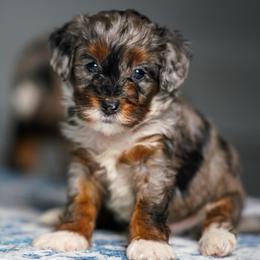 Greg - Merle male Bernedoodle puppy in Dundee, Ohio from Down Home Doodle